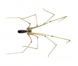 Daddy long-legs spider - Simple English Wikipedia, the free encyclopedia