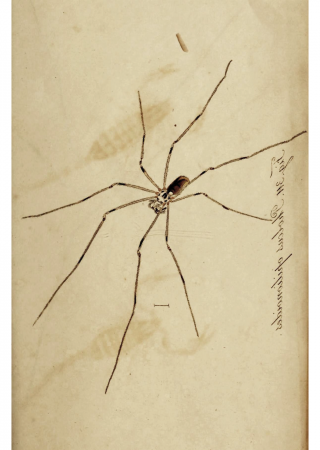 Daddy-long-legs Spider - The Australian Museum